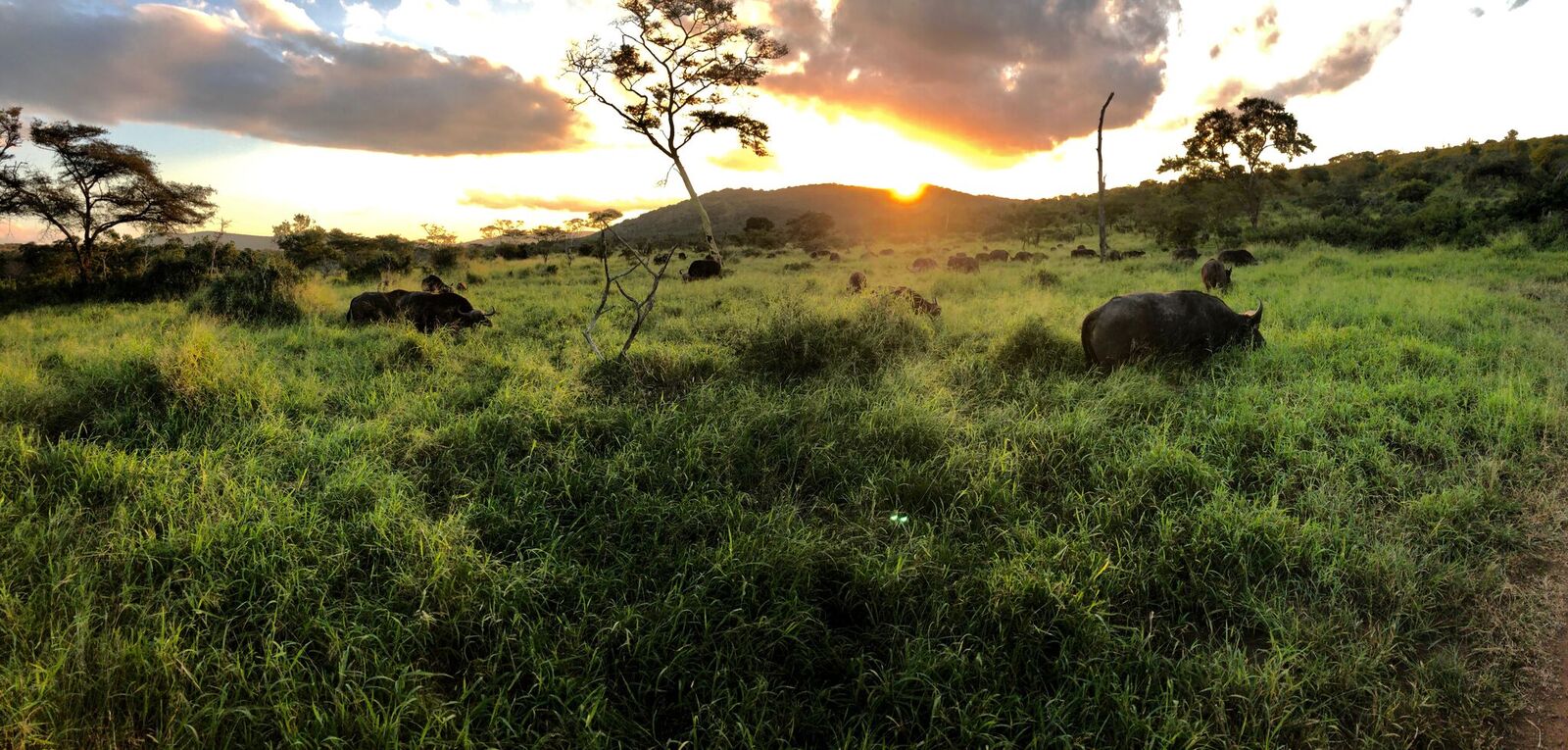 Daybreak in the Bush